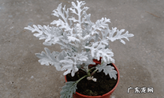 银叶菊怎么养水,银叶菊的养殖方法和注意事项酢浆草
