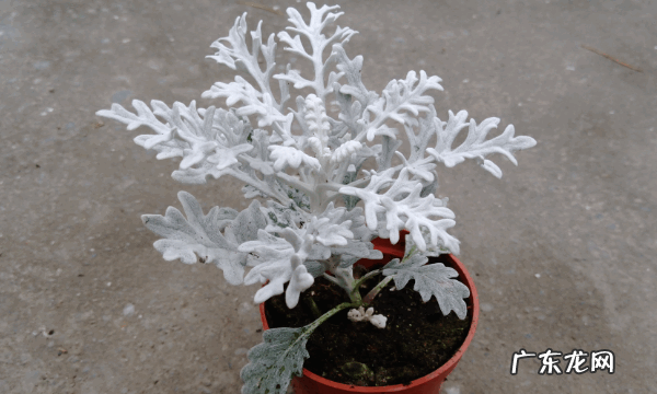 银叶菊怎么养水,银叶菊的养殖方法和注意事项酢浆草
