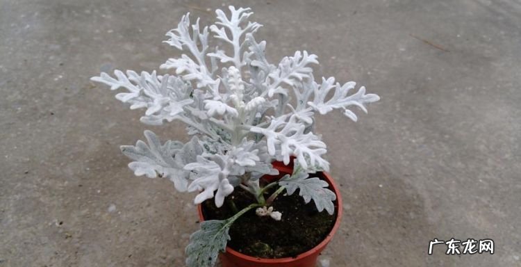 银叶菊怎么养水,银叶菊的养殖方法和注意事项酢浆草