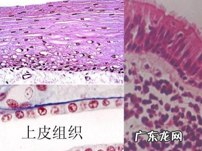 人体组织分为哪类,人体有哪四大组织构成