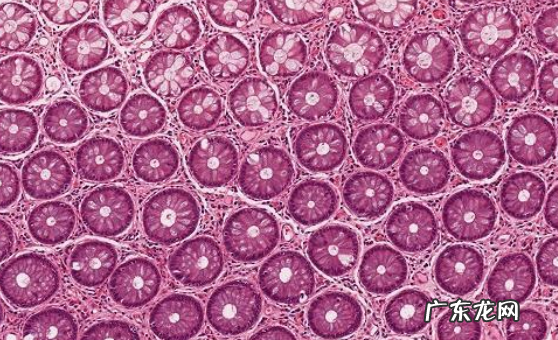 人体组织分为哪类,人体有哪四大组织构成