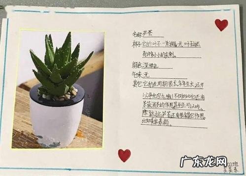 仙人掌记录卡怎么写,我的植物朋友仙人掌怎么写作文300个字以上