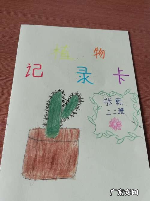 仙人掌记录卡怎么写,我的植物朋友仙人掌怎么写作文300个字以上