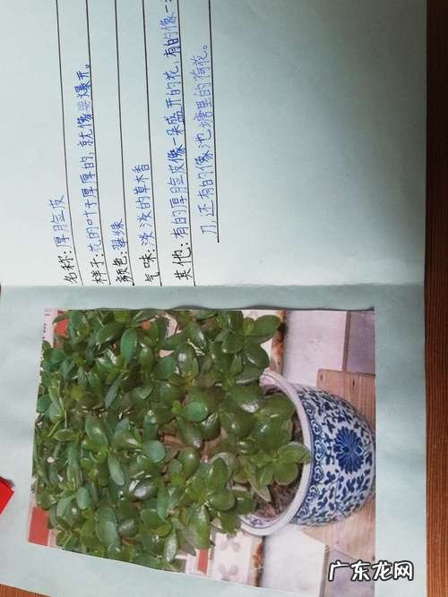 仙人掌记录卡怎么写,我的植物朋友仙人掌怎么写作文300个字以上