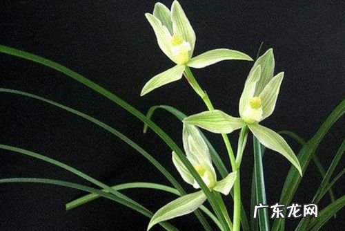 别梦寒的寓意是什么,山高路远就此别过什么意思