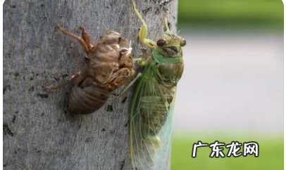 蝉的生活习性有哪些,昆虫记蝉的生活环境及特性