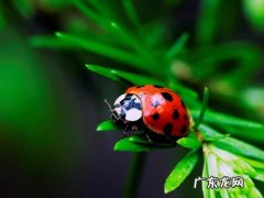 七星瓢虫会飞,七星瓢虫为什么会飞