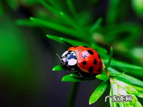 七星瓢虫会飞,七星瓢虫为什么会飞