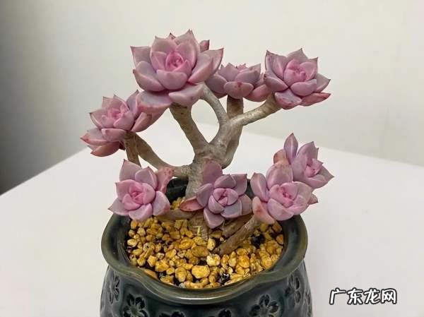 冰梅的寓意是什么,冰莓多肉的花语