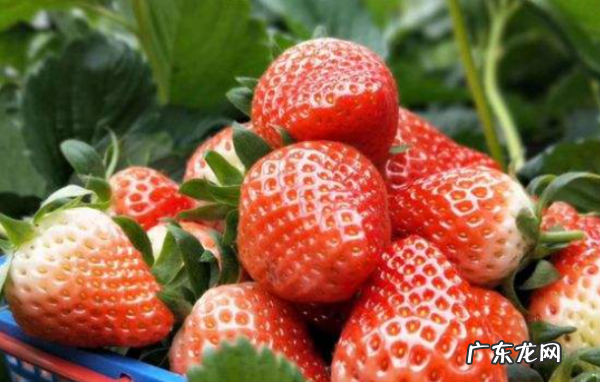 草莓存放需要放冰箱,草莓可以放在冰箱里面保存