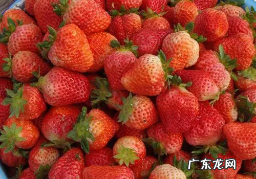 草莓存放需要放冰箱,草莓可以放在冰箱里面保存