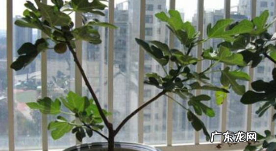 小芒果种子怎么种,芒果种子盆栽种植方法