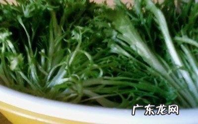 菊花菜的做法,菊花菜怎么样做好吃