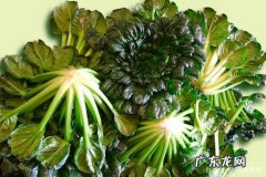 菊花菜的做法,菊花菜怎么样做好吃