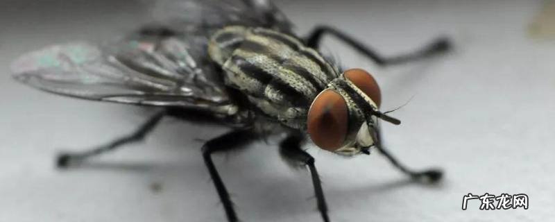 家里好多苍蝇如何去除 家里面很多苍蝇怎么处理