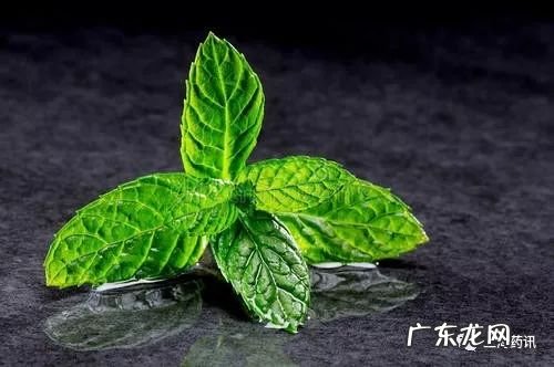 薄荷成分是什么,薄荷含有什么成分