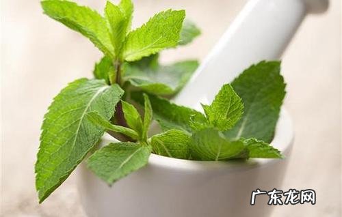 薄荷成分是什么,薄荷含有什么成分