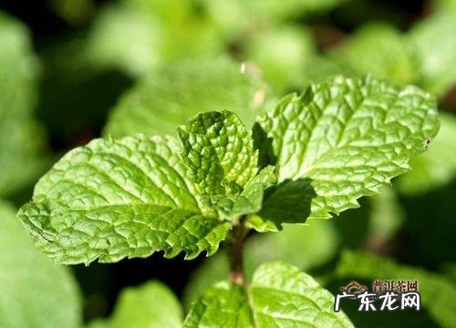 薄荷成分是什么,薄荷含有什么成分