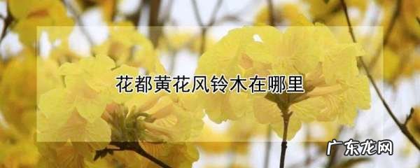 高明黄花风铃木在哪儿,郑州路边开花的是什么树