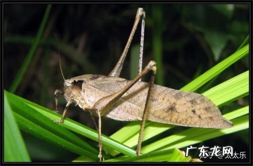 纺织娘是蝈蝈还是蚂蚱,纺织娘是蟋蟀还是蚂蚱