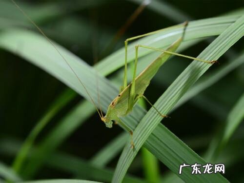 纺织娘是蝈蝈还是蚂蚱,纺织娘是蟋蟀还是蚂蚱