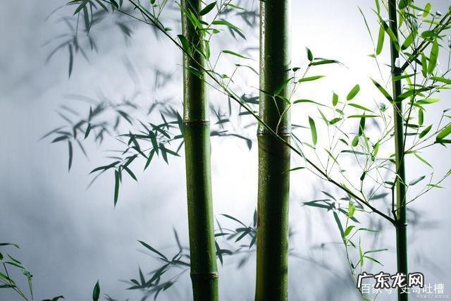 竹子代表什么象征意义,竹子象征什么