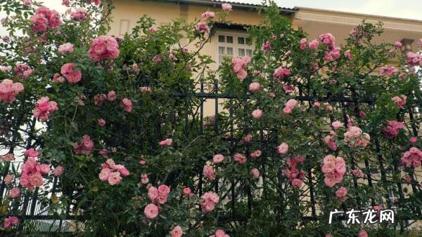 花种子怎么样泡,花种子需要泡发