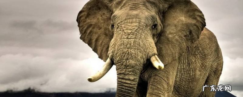 大象是站着睡觉还是卧着睡觉 大象睡觉是站着还是趴着