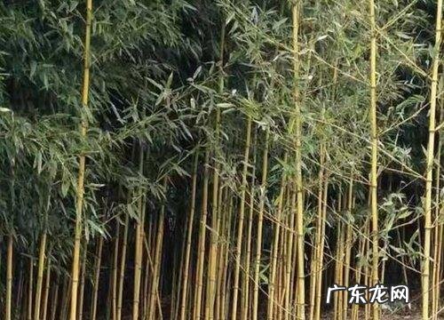 竹子的气味是什么味的,花香与竹香哪个挥发的快些