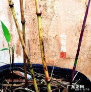 竹子的气味是什么味的,花香与竹香哪个挥发的快些