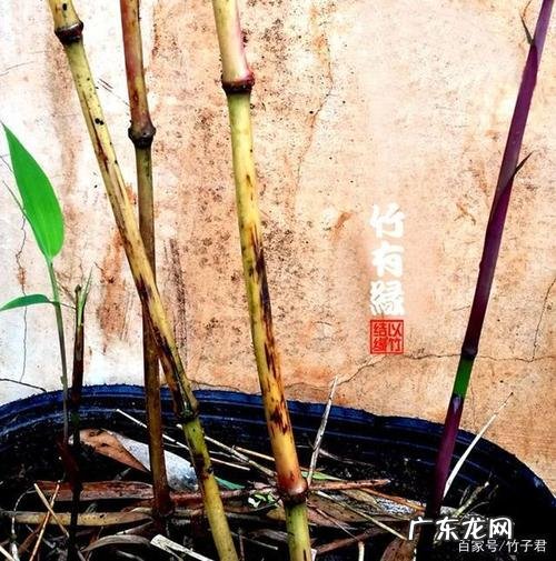 竹子的气味是什么味的,花香与竹香哪个挥发的快些