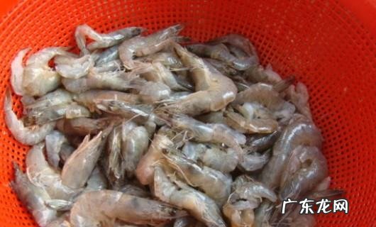 虾粥怎么做好吃又简单,鲜虾粥怎么做美味又健康