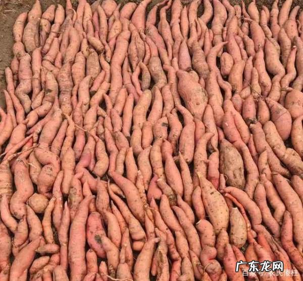 红薯如何发芽快,红薯怎么能快速发芽