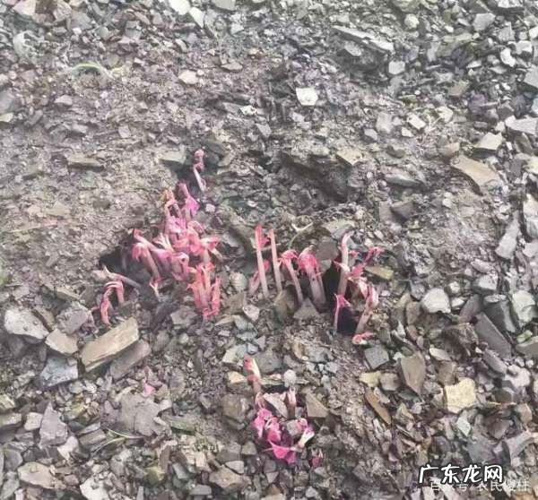 红薯如何发芽快,红薯怎么能快速发芽