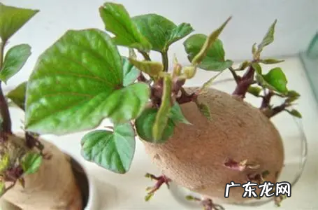 红薯如何发芽快,红薯怎么能快速发芽