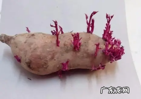 红薯如何发芽快,红薯怎么能快速发芽