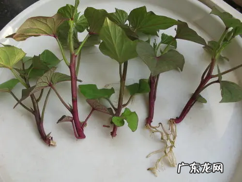 红薯如何发芽快,红薯怎么能快速发芽