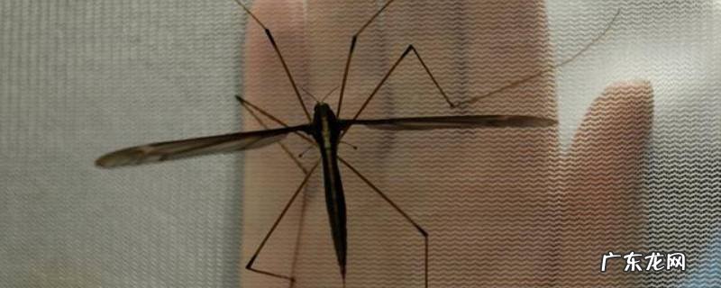 长脚蚊子咬人吗 长脚蚊咬人吗?