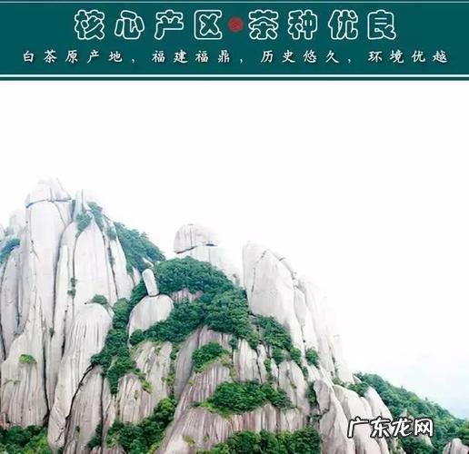 白茶的发源地,白茶发源地