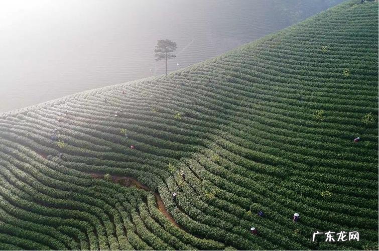 白茶的发源地,白茶发源地