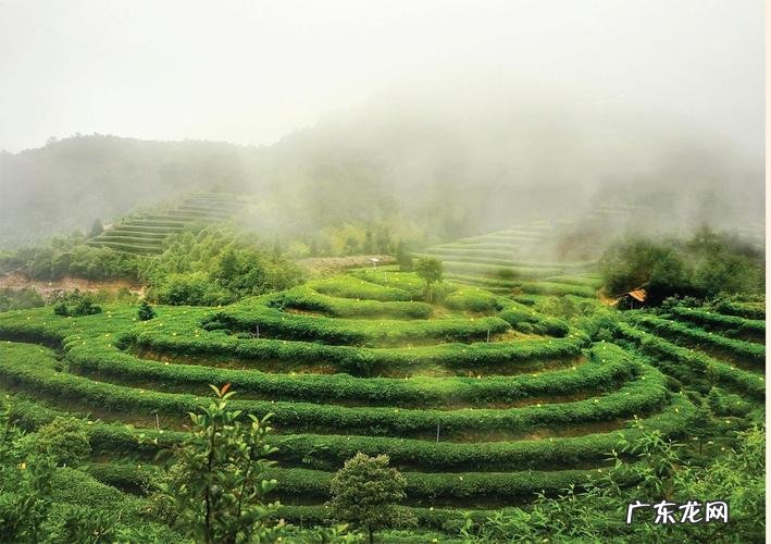 白茶的发源地,白茶发源地