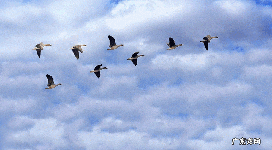 大雁往北飞寓意,南雁北归什么意思