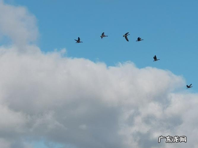 大雁往北飞寓意,南雁北归什么意思