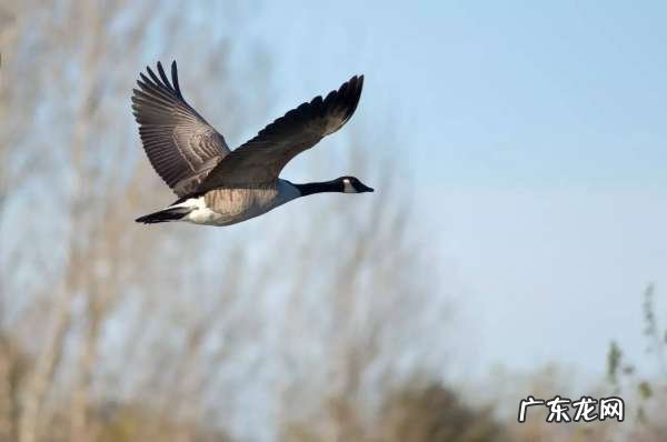 大雁往北飞寓意,南雁北归什么意思