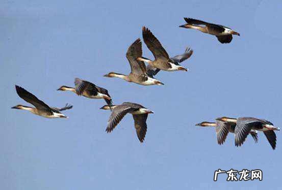 大雁往北飞寓意,南雁北归什么意思