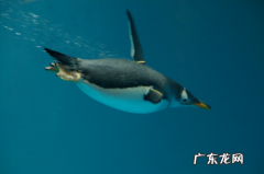 企鹅会游泳,企鹅会游泳 百度百科