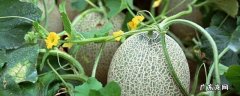 怎样挑选哈密瓜才甜 哈密瓜怎么选好吃又甜
