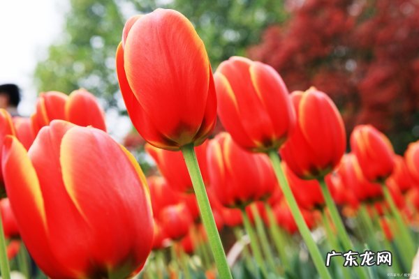 长寿郁金香花海在哪里,重庆主城有哪些赏花的地方