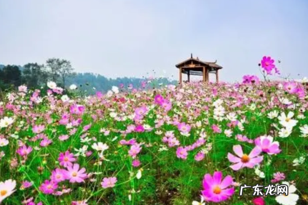 长寿郁金香花海在哪里,重庆主城有哪些赏花的地方