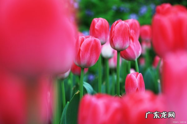 长寿郁金香花海在哪里,重庆主城有哪些赏花的地方
